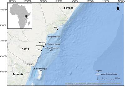 Cetacean Research and Citizen Science in Kenya